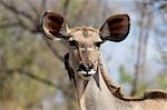 Kudu female with Oxpecker looking at the camera