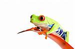 frog on a leaf isolated on white, a red-eyed tree frog (Agalychnis callidryas) perched on the leaf of a guzmania, closeup.