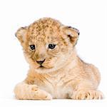 Lion Cub lying down in front of a white background. All my pictures are taken in a photo studio.