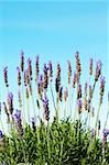 Bush of lavender flowers with blue sky in background on a summer day