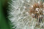 Closeup of part of a white dandelion flower.