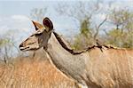 Kudu Female with a Red-Billed oxpecker on her back