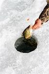 Male hand pulling sunfish out of hole in frozen Green Lake in Minnesota.