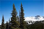 Scenic of pine trees and mountain ski trails.