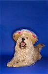 Fluffy brown dog wearing Mexican sombrero.