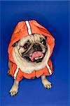 Pug wearing hoodie jacket.