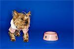 Yorkshire Terrier dog wearing outfit with empty food bowl.