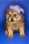 Puppy wearing purple hat on blue background.