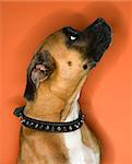 Portrait of Boxer dog.