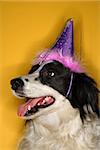 Black and white Border Collie mix dog wearing party hat.