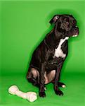 Black and white mixed breed dog sitting with big rawhide bone.