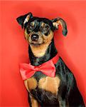 Miniature Pinscher dog wearing red bowtie sitting against red background.