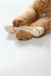 Goldendoodle dog front paws holding bone.