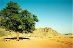 single tree in the middle of nowhere