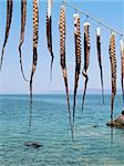 Tentacles drying in the sun