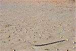 cockle shells on the sand of the beach