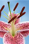 Looking into the throat of a pink oriental lily