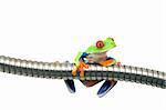 frog on metal isolated on white - a red-eyed tree frog (Agalychnis callidryas) closeup