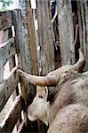 rodeo - bull in pen. limited dof focus on eye.