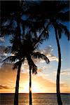 Sunset sky framed by palm trees over the Pacific Ocean in Kihei, Maui, Hawaii, USA.