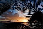 Sunset sky framed by palm fronds over the Pacific Ocean in Kihei, Maui, Hawaii, USA.