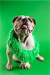 English Bulldog wearing lei sitting on green background.