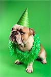 English Bulldog with serious expression wearing lei and party hat and sitting on green background.