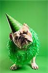English Bulldog with curious expression wearing lei and party hat and sitting on green background.