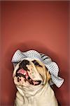 Close-up of happy English Bulldog looking upward and wearing a bonnet.