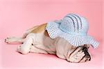 English Bulldog sleeping on pink background and wearing a bonnet.