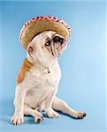 English Bulldog wearing sombrero on blue background looking off to the side.