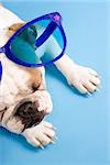 Sleeping English Bulldog on blue background wearing oversized blue sunglasses.