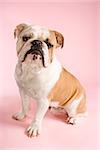 English Bulldog sitting on pink background looking at viewer.