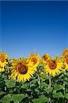 field of sunflowers