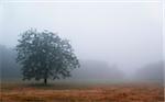 tree isolated by the heavy fog early in the morning in Chianti. Cool tone image.