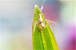 An escaping lynxi spider moving to the tip of leaf