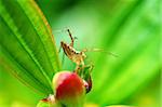 A lynx spider on red flower