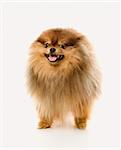 Pomeranian dog full-length portrait.
