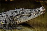 estaurine crocodile waiting patiently