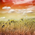 some dandelions on a meadow in front of the sunset sky