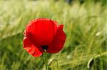 corn poppy on a field