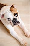 English Bulldog lying on wood floor with feet outstretched looking at viewer.