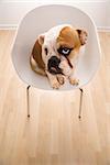 Bashful English Bulldog sitting in modern chair looking up at viewer.