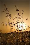 Oat plants growing in field at sunset in Tuscany, Italy.