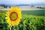 Close-up of one sunflower growing in sunflower field in Tuscany, Italy.