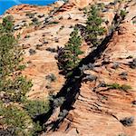 Rocky desert cliff dotted with pine trees in Zion National Park, Utah.
