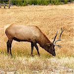 Male elk grazing on grass at Yellowstone National Park, Wyoming.