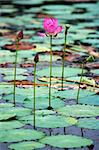 Blooming fresh water lily in the pond.