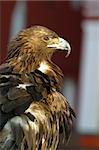 Portrait of an eagle