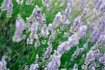 dreamy lavender background; differential focus